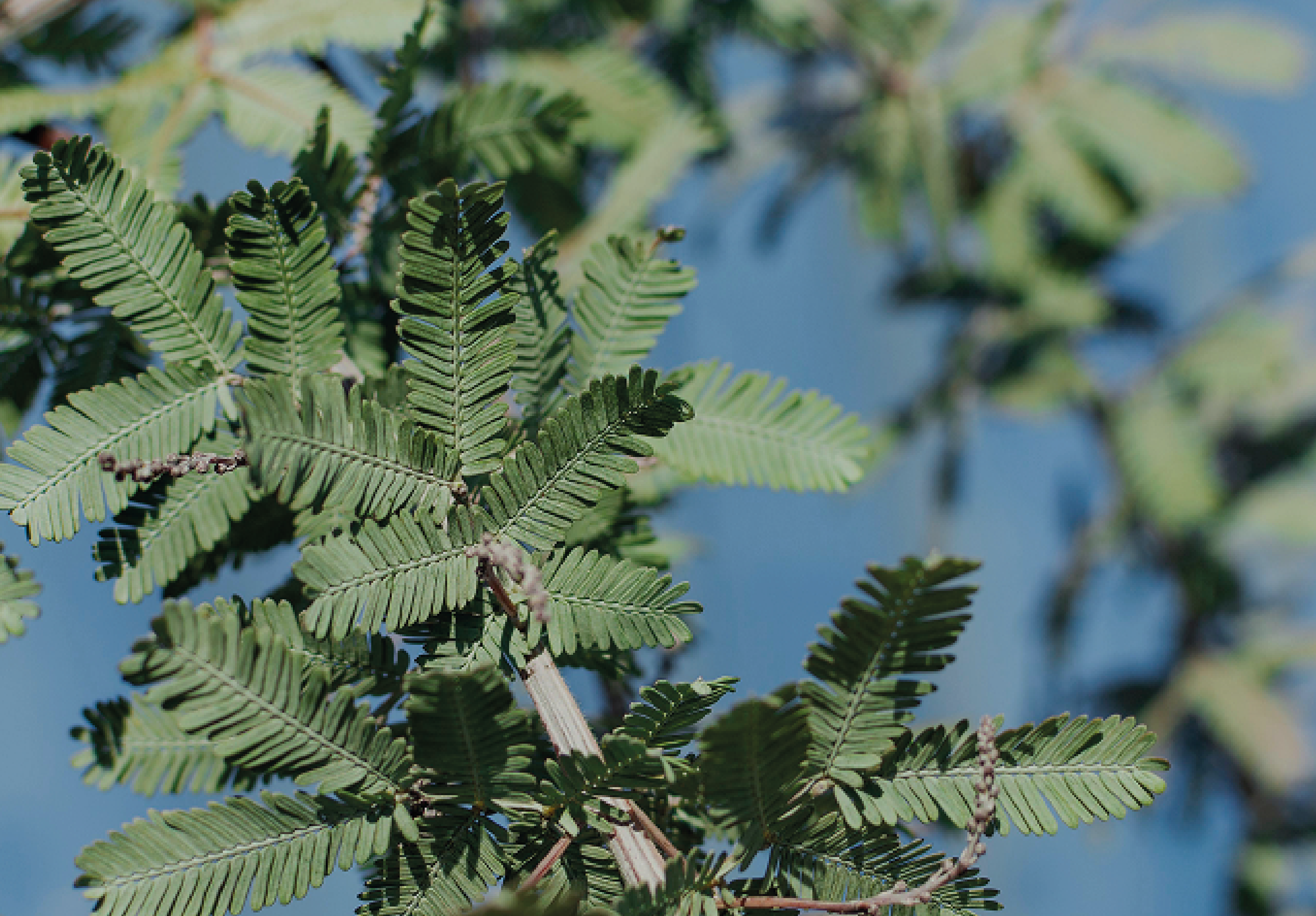 Palm-Based Control with Tencent Cloud